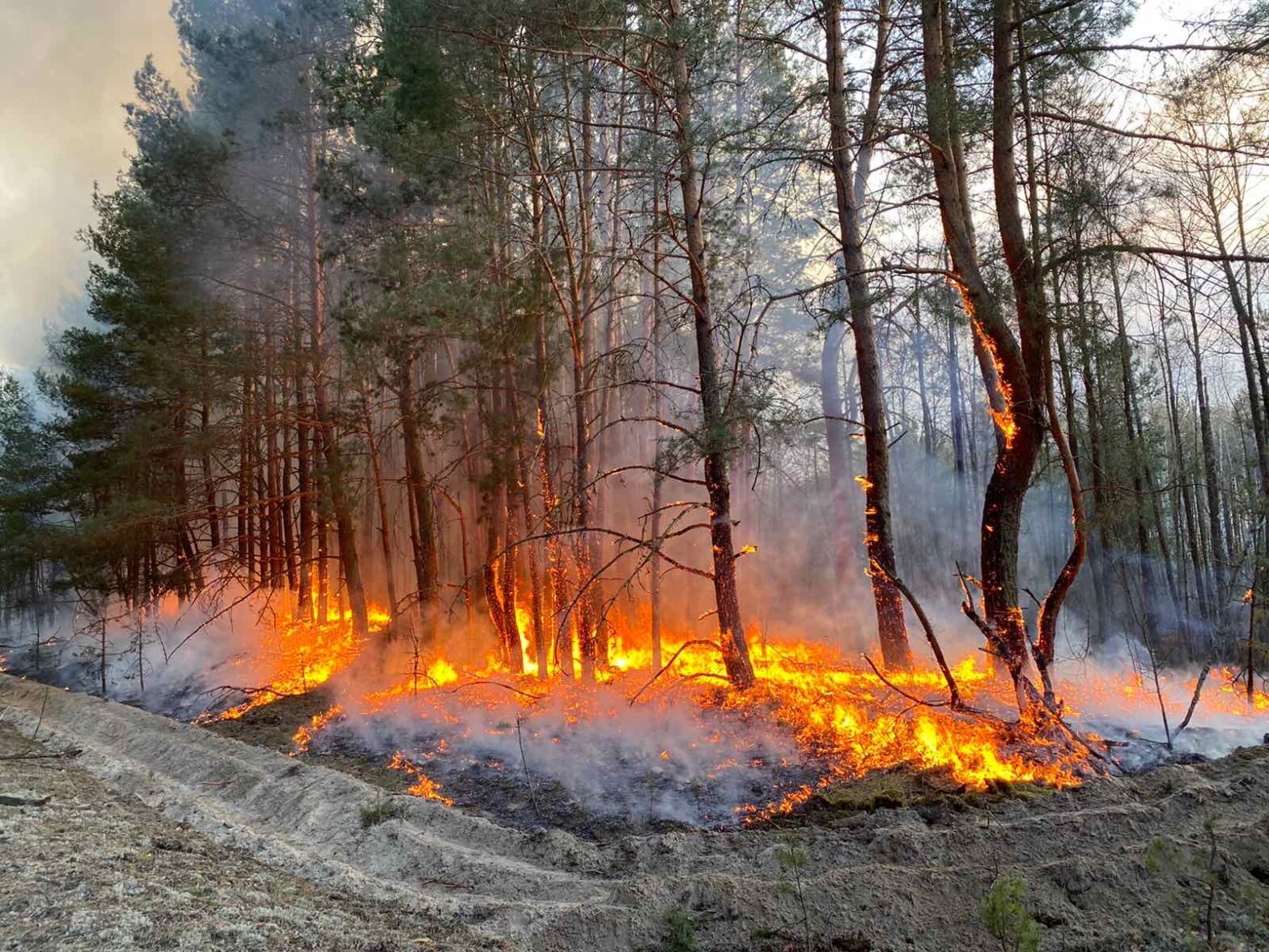 Вплив пожеж на лісові екосистеми – Сталий розвиток для України